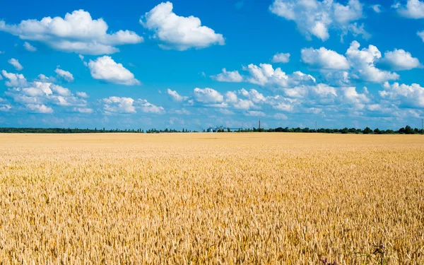 Поле Пшеницею Сонячний День — стокове фото
