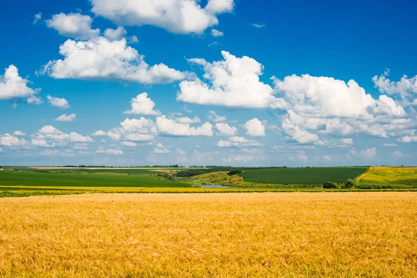 Fält Med Vete Solig Dag — Stockfoto