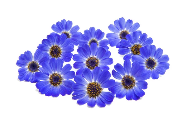 Blauwe Cineraria Geïsoleerd Witte Achtergrond — Stockfoto