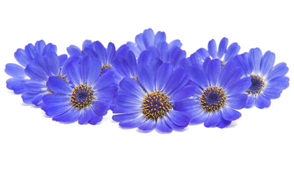 Cineraria Bleu Isolé Sur Fond Blanc — Photo