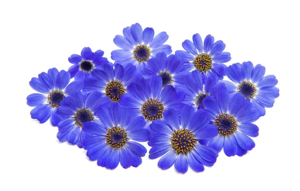 Blue Cineraria Isolated White Background — Stock Photo, Image