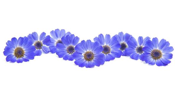 Blauwe Cineraria Geïsoleerd Witte Achtergrond — Stockfoto