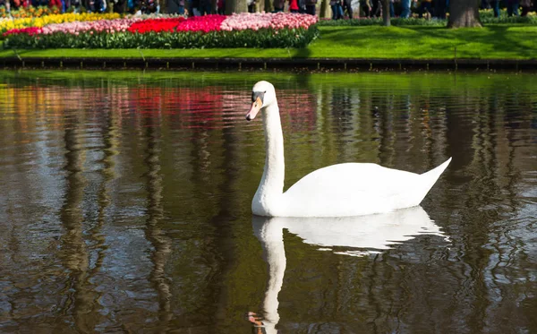 Swan Flytande Damm Våren — Stockfoto