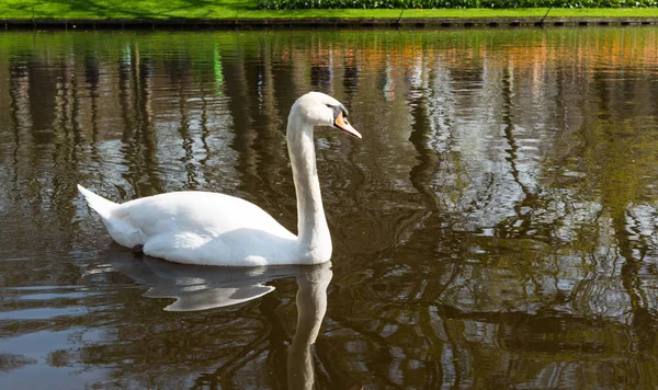 Schwan Schwimmt Frühling Teich — Stockfoto