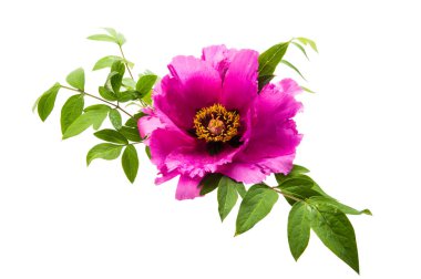 beyaz arkaplanda izole edilmiş şakayıklar