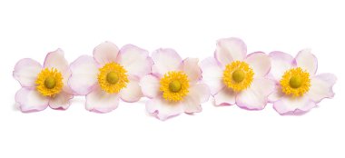 Anemon hupehensis izole çiçek