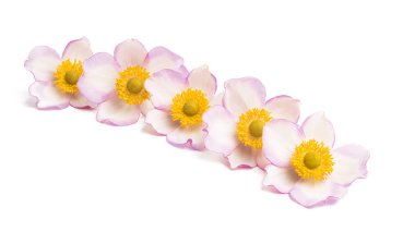 Anemon hupehensis izole çiçek