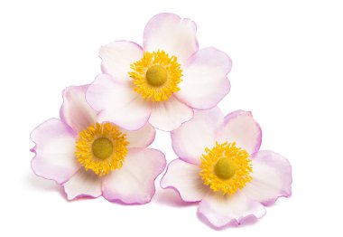 Anemon hupehensis izole çiçek