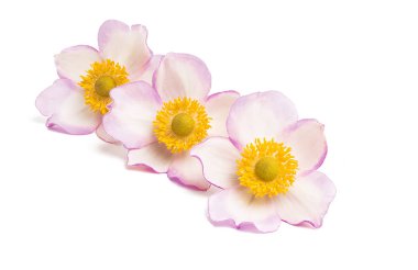 Anemon hupehensis izole çiçek