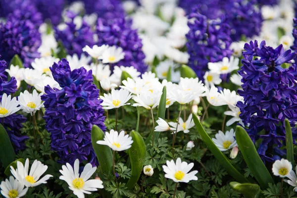 Belles Fleurs Dans Lit Fleurs Printemps Dans Parc — Photo