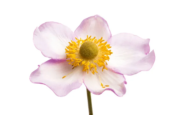 Anemone Hupehensis Kwiat Białym Tle — Zdjęcie stockowe