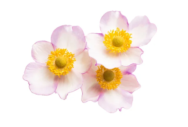 Anemone Hupehensis Isolated Flower — Stock Photo, Image