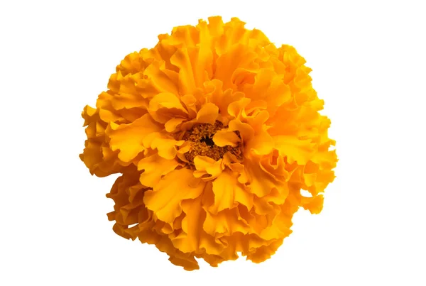 Fiori Calendula Isolati Sfondo Bianco — Foto Stock