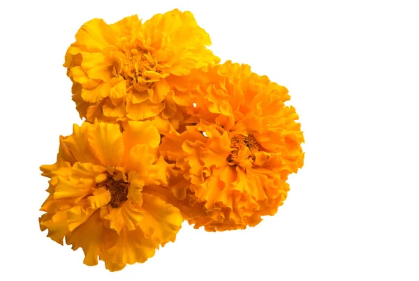 Marigold Květiny Izolované Bílém Pozadí — Stock fotografie