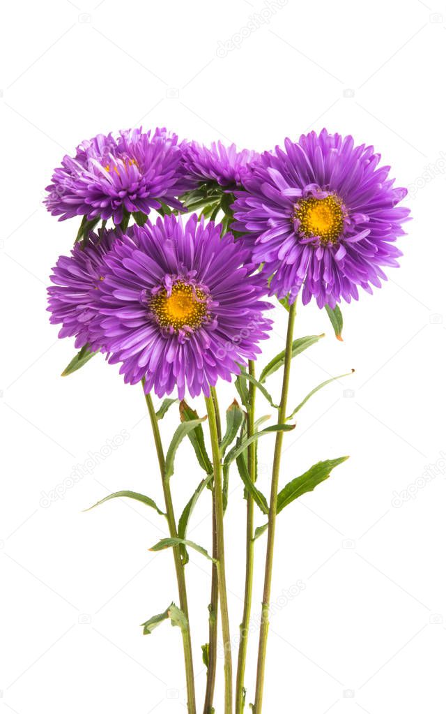 lilac asters isolated on white background