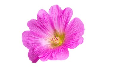 Beyaz arkaplanda izole edilmiş pembe mallow çiçeği