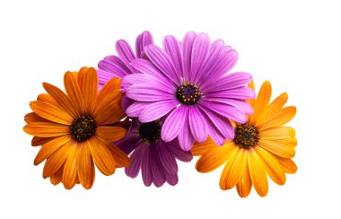 Osteosperumum Çiçek Papatyası Beyaz Arkaplanda izole edildi. Makro Yakın Çekim