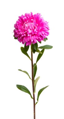 Beyaz arka plan üzerinde izole aster çiçek