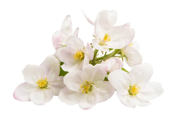 Квіти Яблук Ізольовані Білому Тлі — стокове фото
