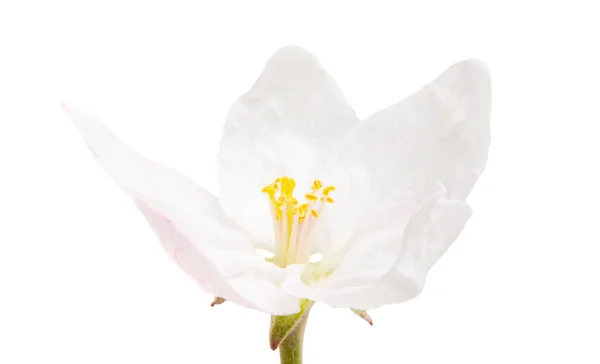 Flores Manzana Aisladas Sobre Fondo Blanco —  Fotos de Stock