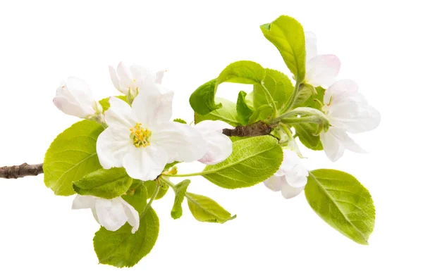 Apfelblüten Isoliert Auf Weißem Hintergrund — Stockfoto