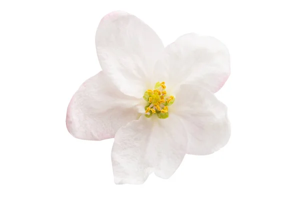 Apple Bloemen Geïsoleerd Witte Achtergrond — Stockfoto