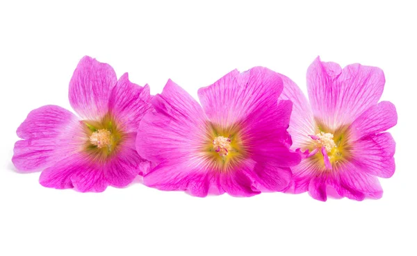 Rózsaszín Mályvacukor Virág Elszigetelt Fehér Háttér — Stock Fotó