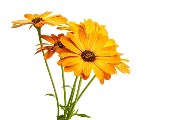 Osteosperumum Flower Marguerite Isolée Sur Fond Blanc Macro Gros Plan — Photo