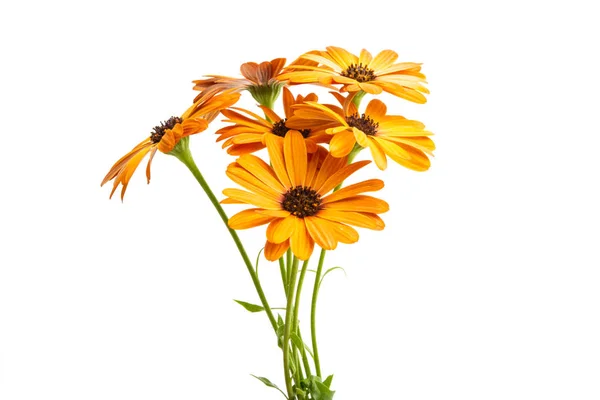 Osteosperumum Flower Daisy Izolované Bílém Pozadí Uzavření Makra — Stock fotografie