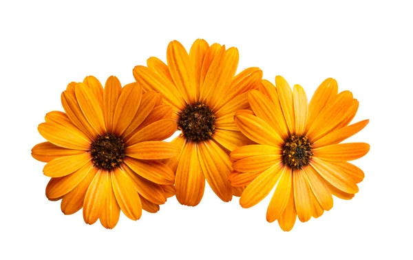 Osteosperumum Flower Daisy Isolated White Background Macro Closeup — Stock Photo, Image