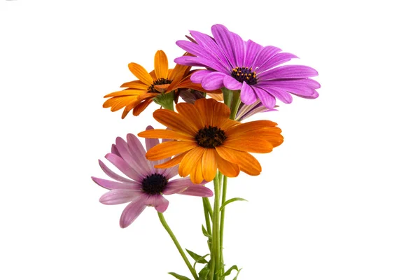 Osteosperumum Flower Marguerite Isolée Sur Fond Blanc Macro Gros Plan — Photo