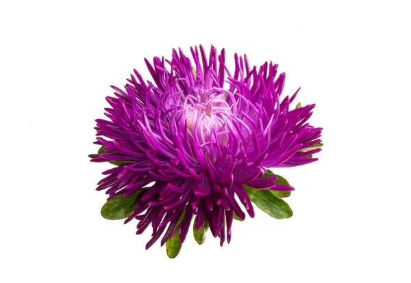 Aster Flower Isolated White Background — Stock Photo, Image