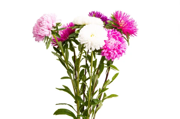 Aster Flower Isolated White Background — Stock Photo, Image