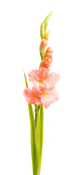 Gladiolus Blomma Isolerad Vit Bakgrund — Stockfoto