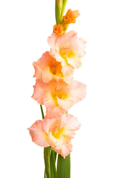 Квітка Гладіолуса Ізольована Білому Тлі — стокове фото