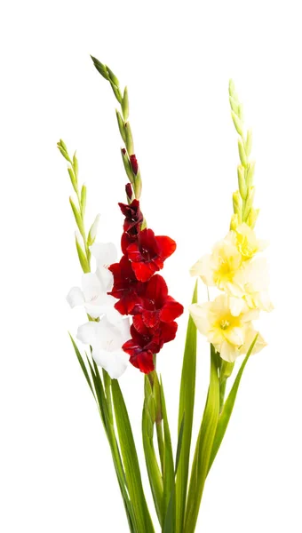 Gladiolus Virág Elszigetelt Fehér Background — Stock Fotó