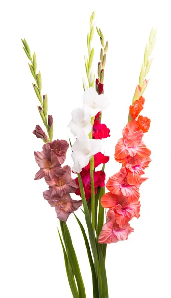 Gladiolen Bloem Geïsoleerd Witte Achtergrond — Stockfoto