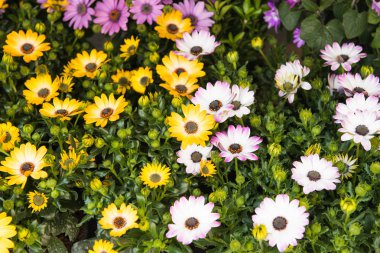 Osteospermum çiçek bahar çiçek yatakta büyüyen Daisy