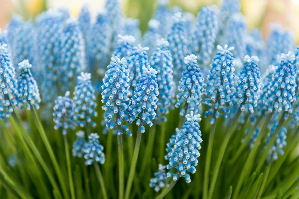 Blue Muscari Growing Spring Flower Bed — Stock Photo, Image