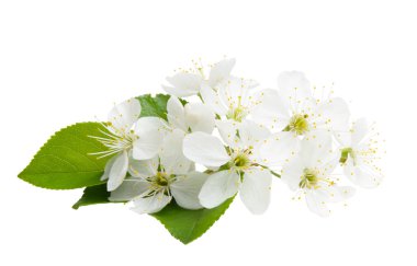 Beyaz arka plan üzerinde izole kiraz çiçek