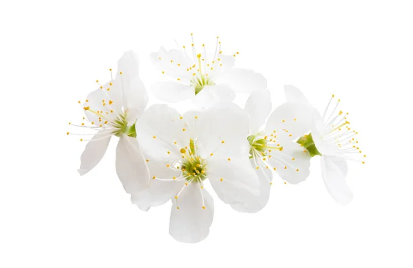 Cherry Blomma Isolerad Vit Bakgrund — Stockfoto