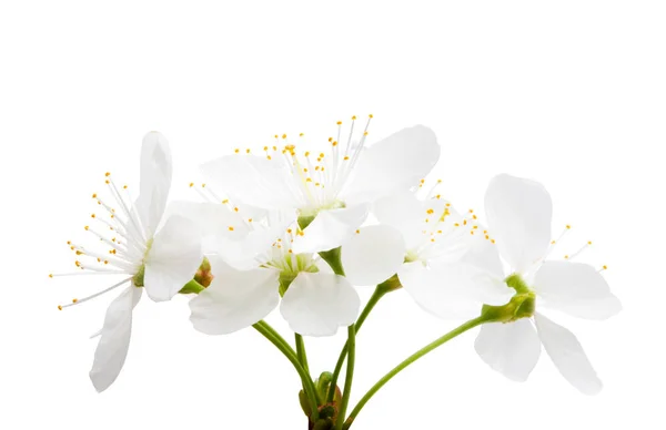 Cherry Flower Isolated White Background — Stock Photo, Image