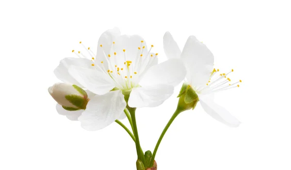 Beyaz Arka Plan Üzerinde Izole Kiraz Çiçek — Stok fotoğraf