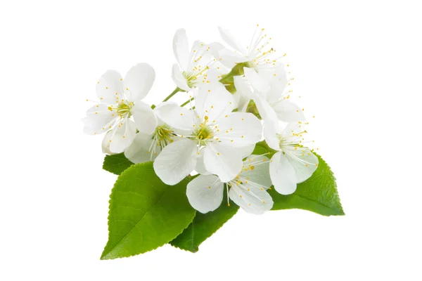 Cherry Bloem Geïsoleerd Witte Achtergrond — Stockfoto