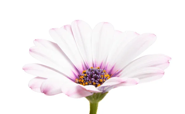 Osteosperumum Fiore Margherita Isolato Sfondo Bianco Primo Piano Macro — Foto Stock