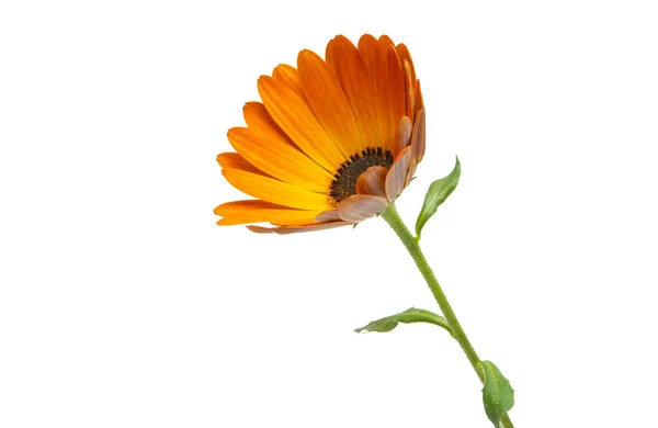 Osteosperumum Flower Marguerite Isolée Sur Fond Blanc Macro Gros Plan — Photo