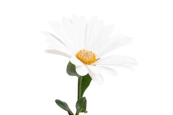雌雄同株的菊花在白色背景下被隔离 宏观衣橱 — 图库照片