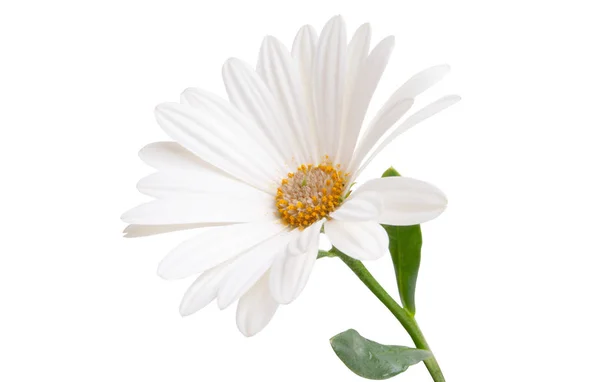 Osteosperumum Flower Daisy Isolated White Background Англійською Macro Closeup — стокове фото