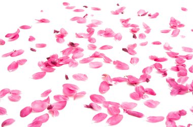 Beyaz arka plan üzerinde izole pembe elma çiçek