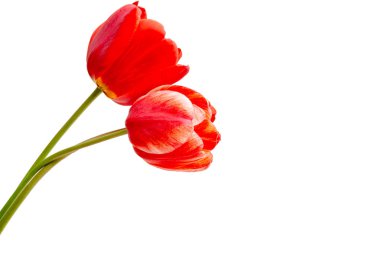 Beyaz arkaplanda kırmızı lale izole edildi